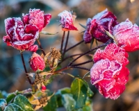 Rose with frosted petals