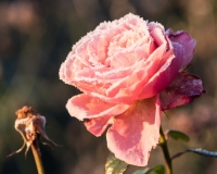 Rose with frosted petals