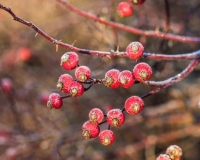 Rosehips frosted in winter