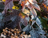 Hydrangea quercifolia covered in frost