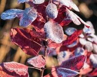 Cotinus coggyria covered in frost