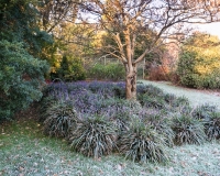 Lirope muscari aroud the base of a small tree covered in frost