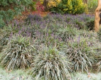 Lirope muscari aroud the base of a small tree covered in frost