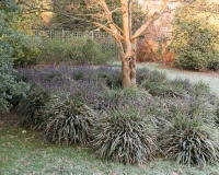 Lirope muscari aroud the base of a small tree covered in frost