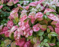 Nandinia domestica covered in frost