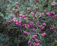 Gaultheria mucronata with frost covered berries