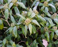 Skimmia x confusa 'Kew Green' covered in frost