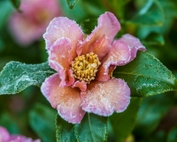 Camellia sasangua covered in frost