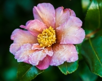 Camellia sasangua covered in frost