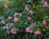 Camellia sasangua covered in frost
