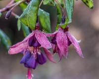 Fucshia coverd in frost