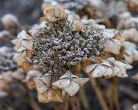 Hydrangea coverd in frost