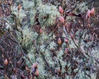 Azalea buds covered in frost and lichens