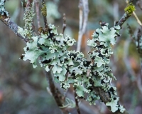 Lichens on an azalea branch