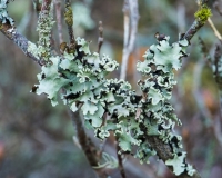 Lichens on an azalea branch