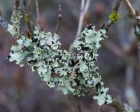 Lichens on an azaleia branch