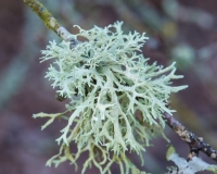 Lichens on a branch