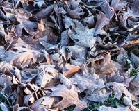 Red oak leaves covered in frost