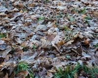 Oak leaves covered in frost