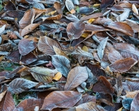 Magnolia leaves covered in frost