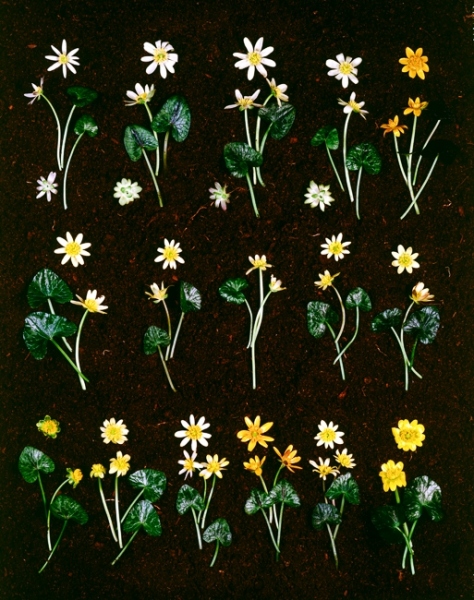 1973