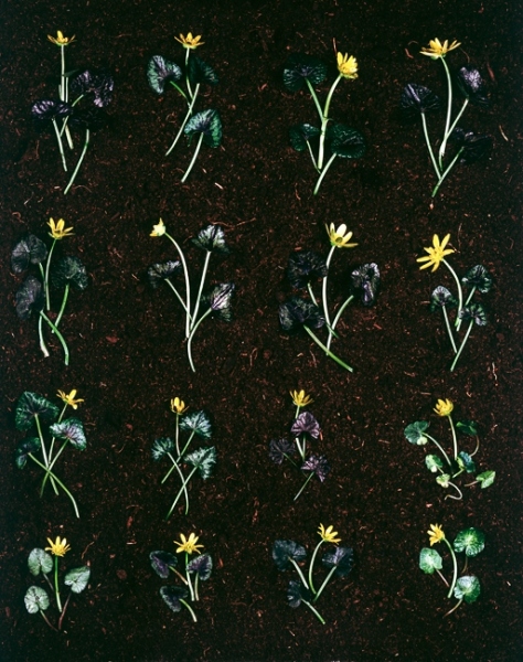 1975
