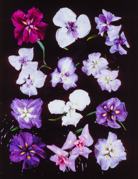 Iris ensata, left to right: 1. Wine Ruffles, 2. Galatea, 3. Returning Tide, 4. Kozasegawa, 5. Ayasegawa, 6. Eternal Femnine, 7. Soubou-no-watari, 8. No 3 from trials, 9. Katy Mendel, 10. Tatsuno-no-aozakura, 11. Yayoir Kane, 12. Natsusugata