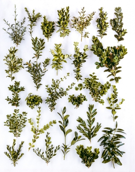 Buxus from left to right: 1. sempervirens ‘Myosottidifolia’ 2.' Myrtifolia’ 3. ’Suffruiticosa’ 4. ‘Memorial, 5.  ‘Elegantissima, 6. ‘Blauer Heinz’ 7. ‘Vardar Valley’, 8. ‘Argentea’ syn. 9. ‘Angustifolia’, 10s. ‘Latifolia Maculata’, 11. ‘Handsworthensis’, 12. ‘Rotundifolia’, 13. microphylla, 14. microphylla ‘compacta’, 15. microphylla ‘Curly Locks’, 16. microphylla ‘Green Pillow’, 17. mycrophylla var. japonica ‘Green Jade’, 18. microphylla ‘Falkner’ 19. sinica var. insularis ‘Tide Hill’, 20. sinica ‘Filigree’,
