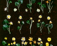1973