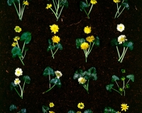 1974