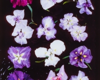 Iris ensata, left to right: 1. Wine Ruffles, 2. Galatea, 3. Returning Tide, 4. Kozasegawa, 5. Ayasegawa, 6. Eternal Femnine, 7. Soubou-no-watari, 8. No 3 from trials, 9. Katy Mendel, 10. Tatsuno-no-aozakura, 11. Yayoir Kane, 12. Natsusugata
