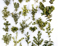 Buxus from left to right: 1. sempervirens ‘Myosottidifolia’ 2.' Myrtifolia’ 3. ’Suffruiticosa’ 4. ‘Memorial, 5.  ‘Elegantissima, 6. ‘Blauer Heinz’ 7. ‘Vardar Valley’, 8. ‘Argentea’ syn. 9. ‘Angustifolia’, 10s. ‘Latifolia Maculata’, 11. ‘Handsworthensis’, 12. ‘Rotundifolia’, 13. microphylla, 14. microphylla ‘compacta’, 15. microphylla ‘Curly Locks’, 16. microphylla ‘Green Pillow’, 17. mycrophylla var. japonica ‘Green Jade’, 18. microphylla ‘Falkner’ 19. sinica var. insularis ‘Tide Hill’, 20. sinica ‘Filigree’,