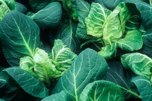 Cabbages