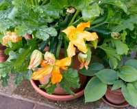 34216