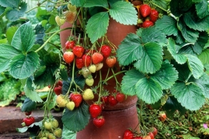 Fruit in Containers