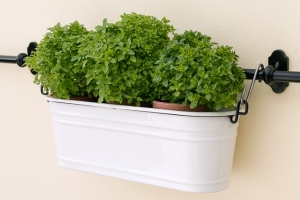 Herbs in Containers