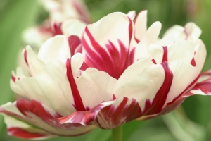 Keukenhof