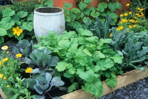 Kitchen Gardens