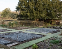 Vegetable garden late winter early spring covered in polythene sheeting to warm up the soil