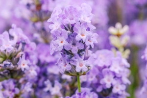 Lavender