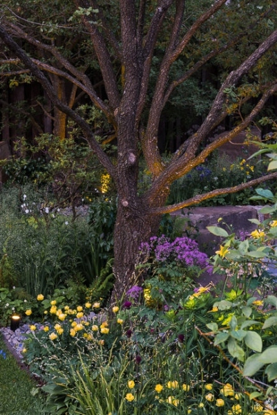 Lighting in a woodland garden