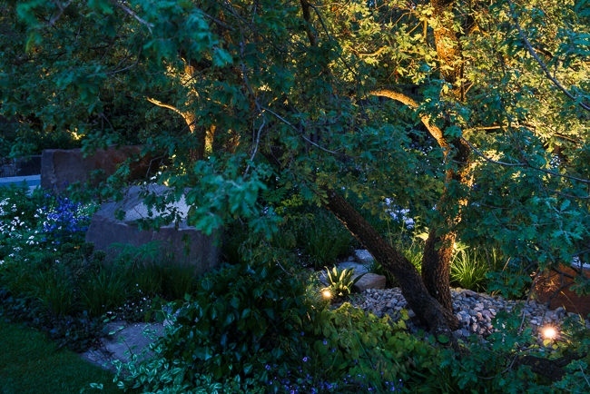Lighting in a woodland garden