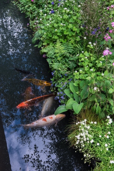Koi carp in a canal edging a bwoodland border