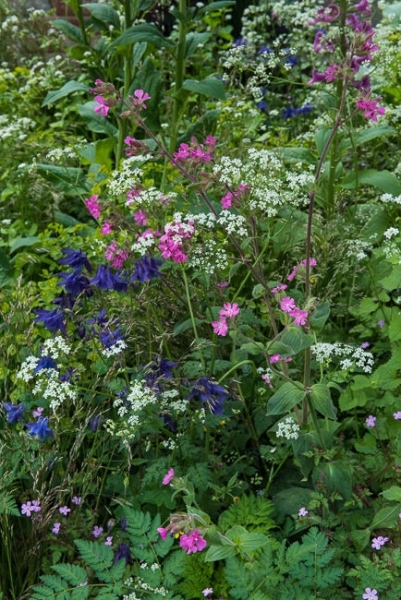 Woodland border