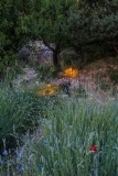 Lighting in a mediterranean style garden early evening