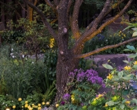 Lighting in a woodland garden