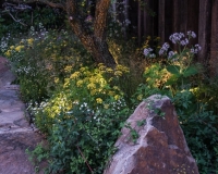 Lighting in a woodland garden