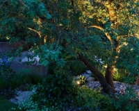 Lighting in a woodland garden