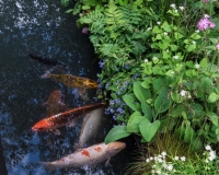Koi carp in a canal edging a bwoodland border