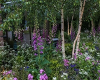 Woodland garden beside a rill running around the edge of a conservatory